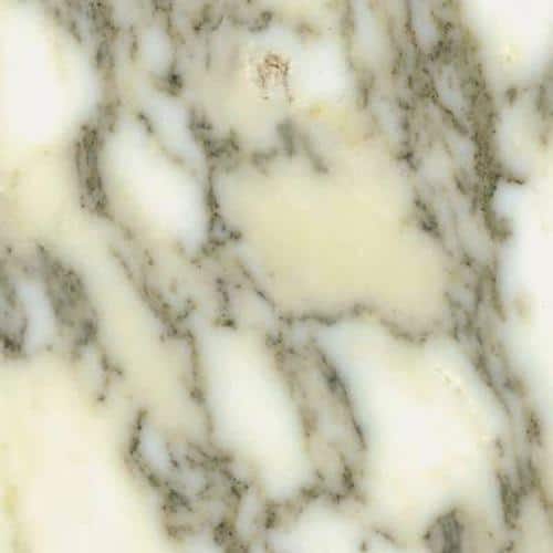 Calacatta arni