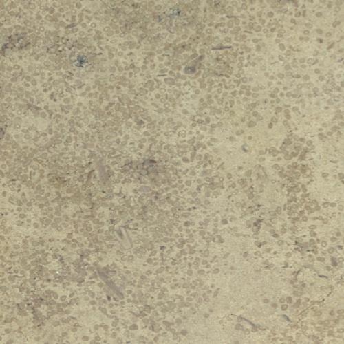 Causse beige