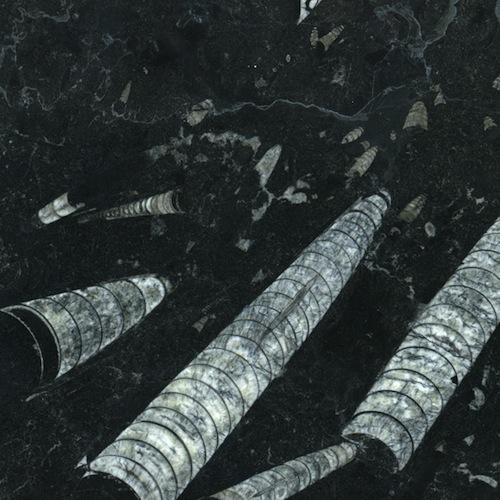 Fossil black