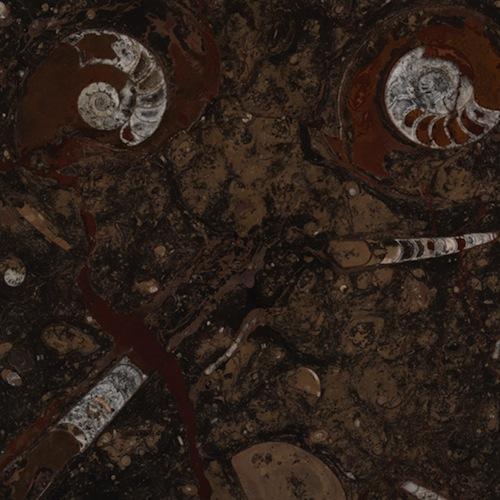 Fossil brown
