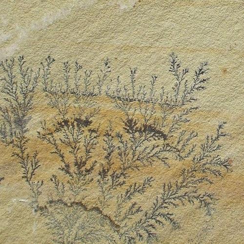 Fossil mint