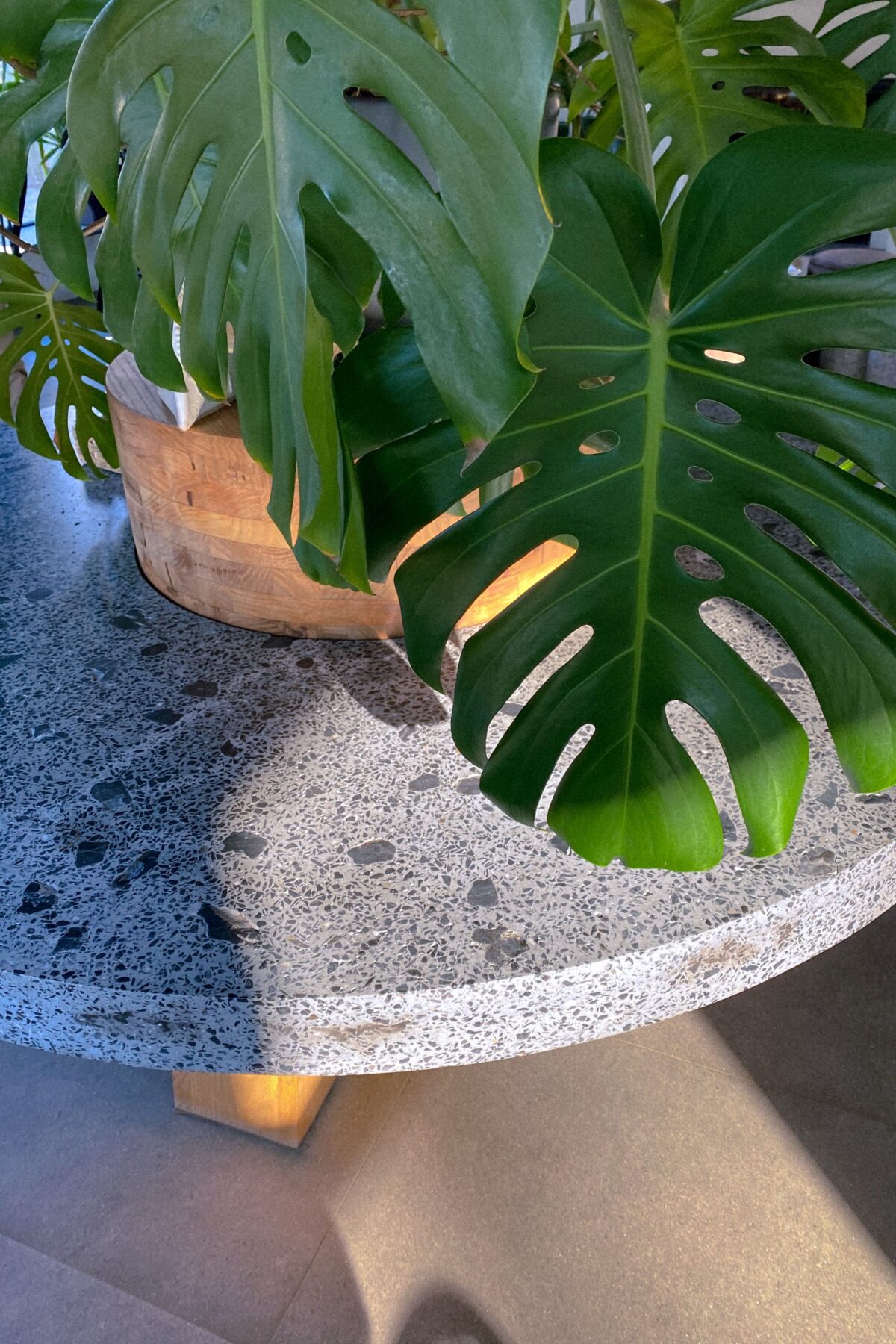 Feuilles vertes posées sur une table en terrazzo clair aux éclats noirs