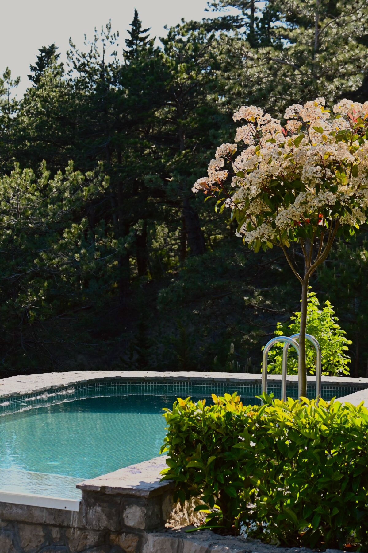 Piscine bordée de margelles en pierre dans un jardin arboré